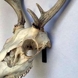 Modern Deer Skull Hanger: Minimalist Euro Mount Display