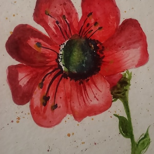 Coquelicot