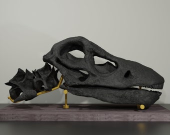 Apatosaurus-Schädel, handgefertigte Dinosaurier-Skulptur, 30 cm, 50 cm, mit vielen Details. Fossile Reproduktion