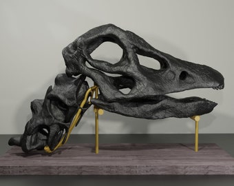 Diplodocus-Schädel, handgefertigte Dinosaurier-Skulptur, 30 cm, 50 cm, mit vielen Details. Fossile Reproduktion