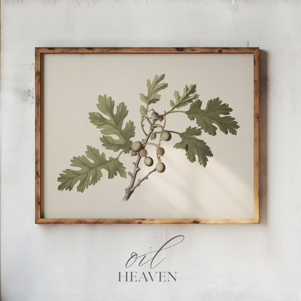 Botanical drawing of oak leaves and acorns | Printable Art of Summer Flowers | Digital Print for Living Room Decor | Rustic antique look