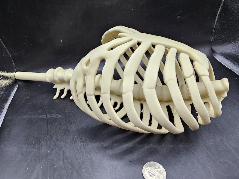 Rib Cage Plant Trellis - Etsy