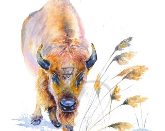 Grounded - Art Print - Grazing Bison - Earth Sign - Sweetgrass Field - Watercolor Wildlife Painting - Paper or Canvas - Olga Cuttell