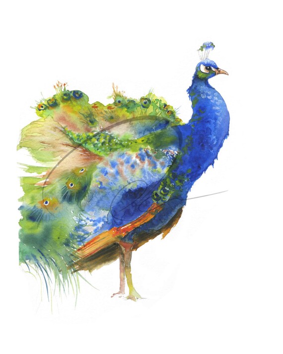 Wildbird peacock deals sling