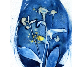 Baby Yard Daisies, Wet Cyanotype (Print Only, Not the Original, Unframed or Mounted)