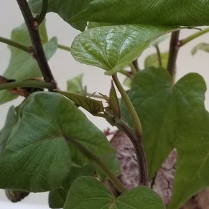 Biologische Stoke (paarse zoete aardappel) geworteld