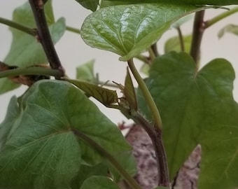 Biologische Stoke (paarse zoete aardappel) geworteld