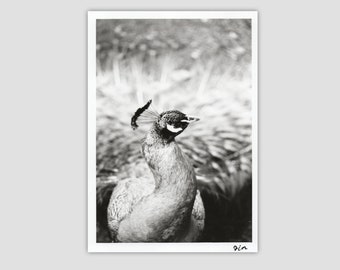 Peacock - Silver Gelatin Print - 5x7"