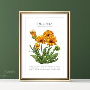 Botanical Plant, Calendula Print, Calendula Wall Art, Healing Herbs, Medicinal Plants, Vintage Botanical Print, Kitchen Wall Art, Calendula