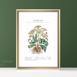 Botanical Plant, Ginseng Print, Ginseng Wall Art, Healing Herbs, Medicinal Plants, Vintage Botanical Print, Kitchen Wall Art, Panax Q.
