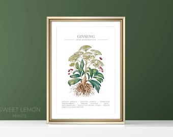 Botanical Plant, Ginseng Print, Ginseng Wall Art, Healing Herbs, Medicinal Plants, Vintage Botanical Print, Kitchen Wall Art, Panax Q.