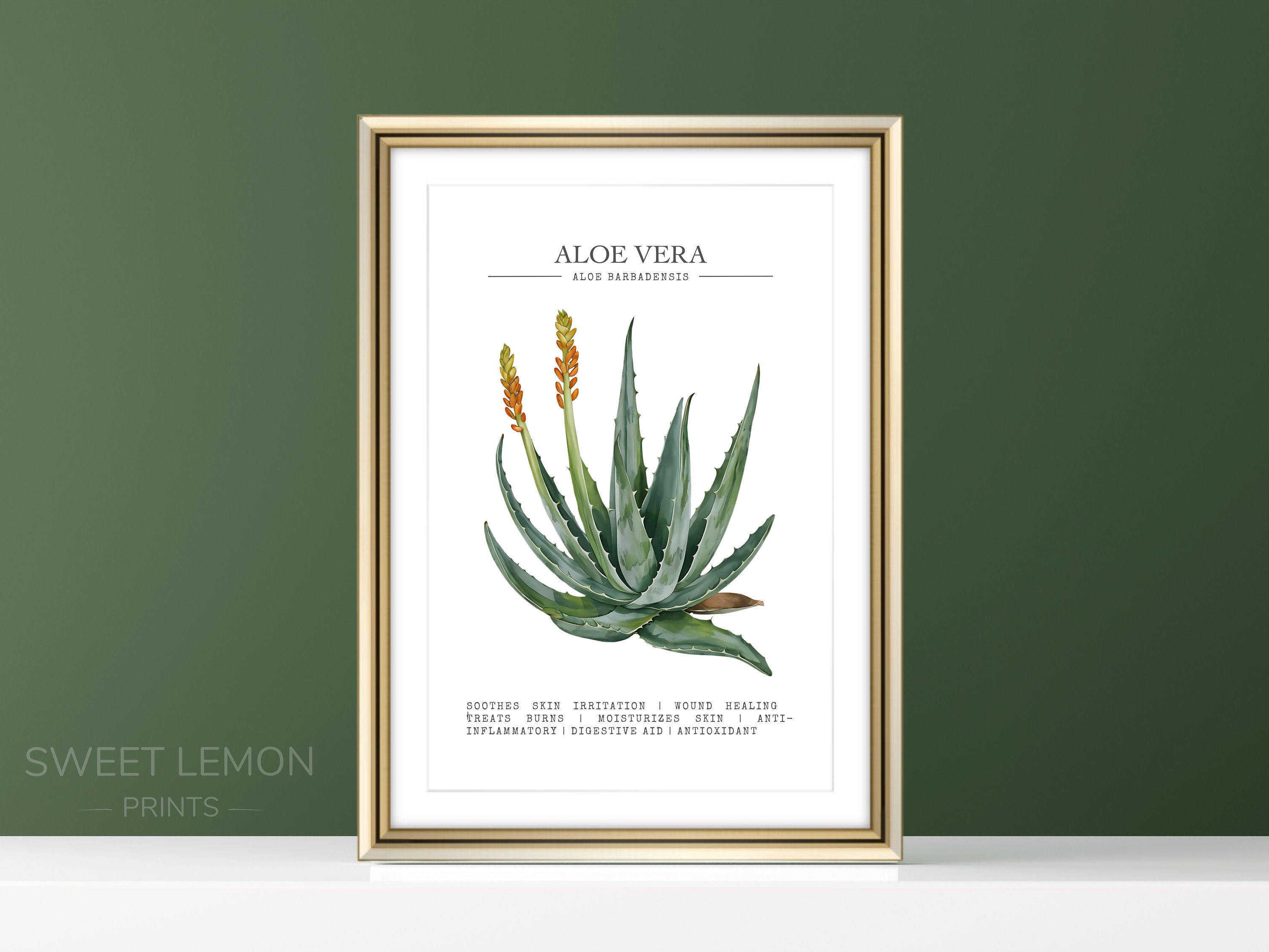 herbal aloe vera gel Aloe Vera Gel – Beauty by Earth main image 1