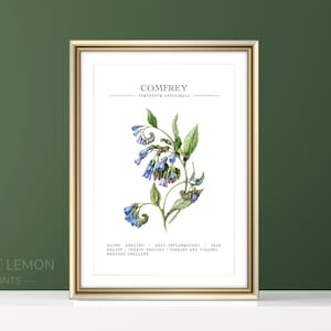 Könnte beinhalten: Eine botanische Illustration von Beinwell (Symphytum officinale) mit blauen Blüten und grünen Blättern. Die Illustration ist in Gold gerahmt und enthält Text, der die medizinischen Eigenschaften der Pflanze beschreibt: Wundheilung, entzündungshemmend, Schmerzlinderung, Behandlung von Prellungen, Verstauchungen und Zerrungen, Reduzierung von Schwellungen.