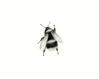 BEE 4, Original graphite pencil drawing