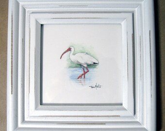 Original IBIS Pencil and Ink Miniature Tropical Bird drawing Framed in Small lovely white washed wood frame ready to hang