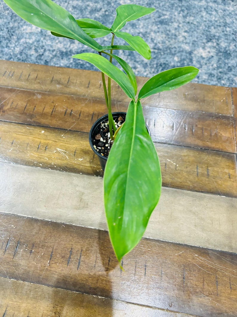 Philodendron 69686 - Etsy