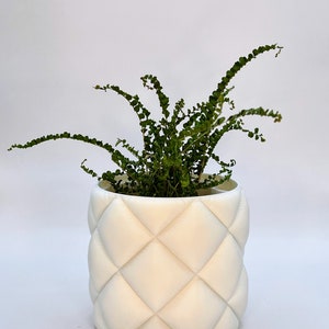 May include: A white ceramic planter with a quilted design, featuring a green leafy plant inside.