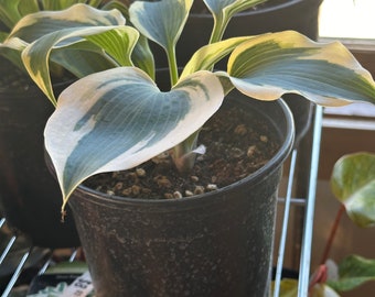 Hosta Patriot