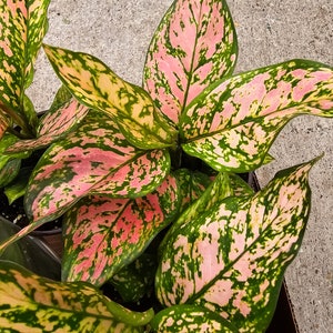 6" Aglaonema Pink Dalmation - Chinese Evergreen - Seller's Choice - Live Indoor Plant - Low Maintenance Houseplant
