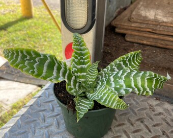 5" Bromeliad Cryptanthus Betty Star Shaped - Seller's Choice - Live Indoor Plant - Low Maintenance Houseplant