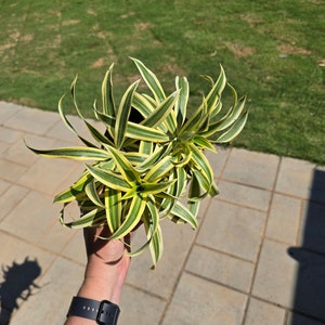 6 Dracaena Song of India Dragon Tree Seller's Choice Live Indoor Plant Low Maintenance Houseplant image 5