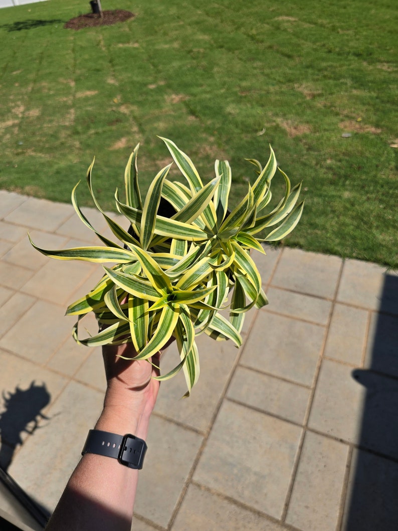 6 Dracaena Song of India Dragon Tree Seller's Choice Live Indoor Plant Low Maintenance Houseplant image 5