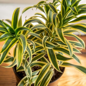 6 Dracaena Song of India Dragon Tree Seller's Choice Live Indoor Plant Low Maintenance Houseplant image 1