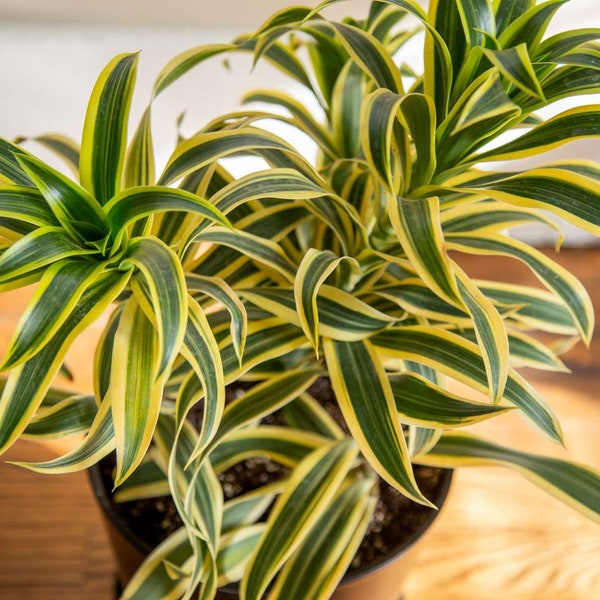 6” Dracaena Song of India - Dragon Tree - Seller's Choice - Live Indoor Plant - Low Maintenance Houseplant