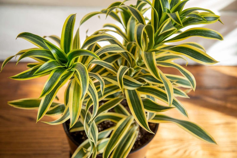 6 Dracaena Song of India Dragon Tree Seller's Choice Live Indoor Plant Low Maintenance Houseplant image 1