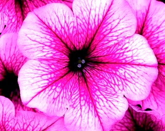 Semi di Rose Fusion Petunia 60 pezzi