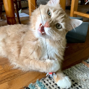 Engaging Cat Enrichment Toy
