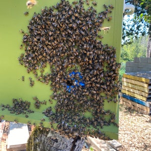 UV reactive blue entrance on a swarm trap with a swarm moving in.