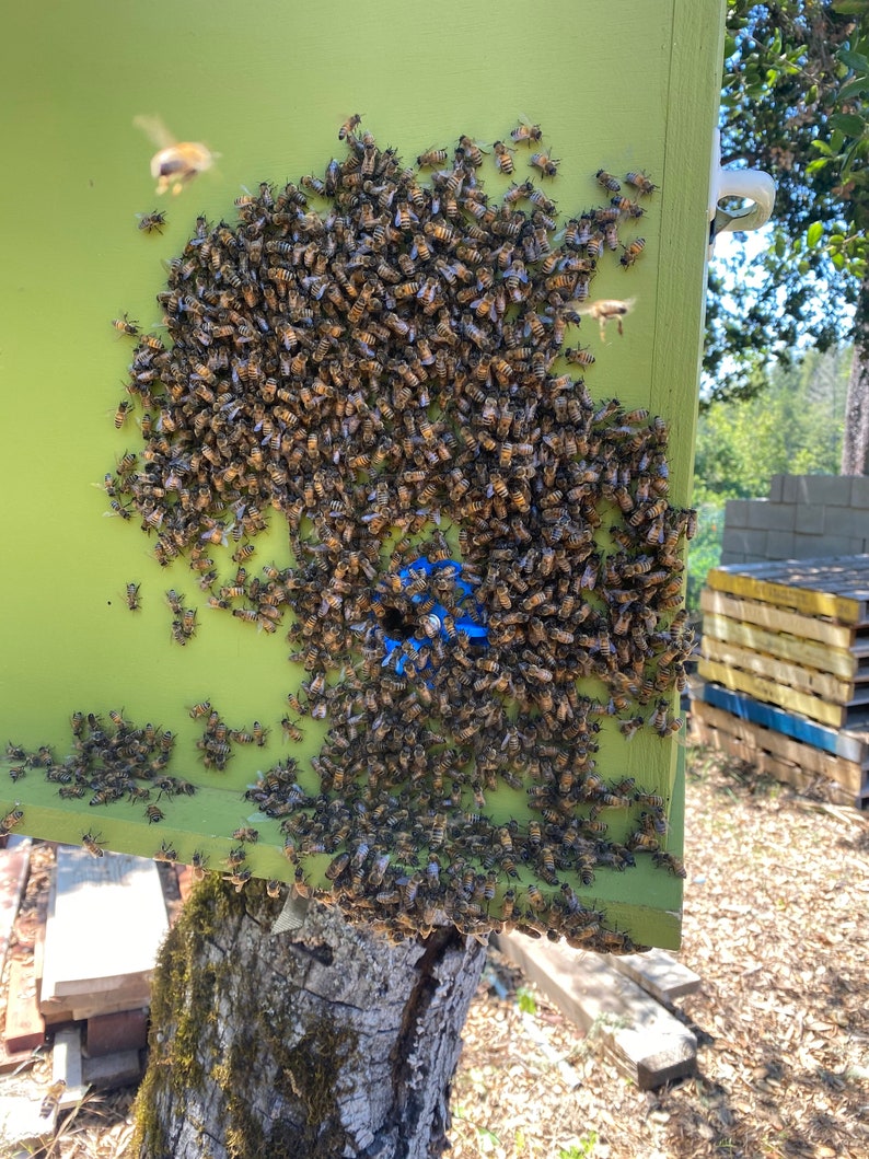 UV reactive blue entrance on a swarm trap with a swarm moving in.