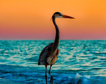 Heron Sunset on Beach in Gulf of Mexico