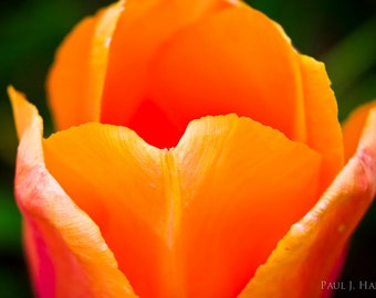 Orange Tulip Closeup Print 16 x 20"