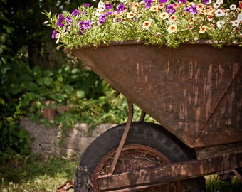 Flowers in Wheelbarrow Photographic Framed Metallic Print 16 x 20"