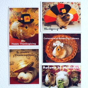 Guinea Pig CORNUCOPIA DI CUTENESS Felice Ringraziamento Magnete Set - Cavy Turchia Pellegrino & Altro