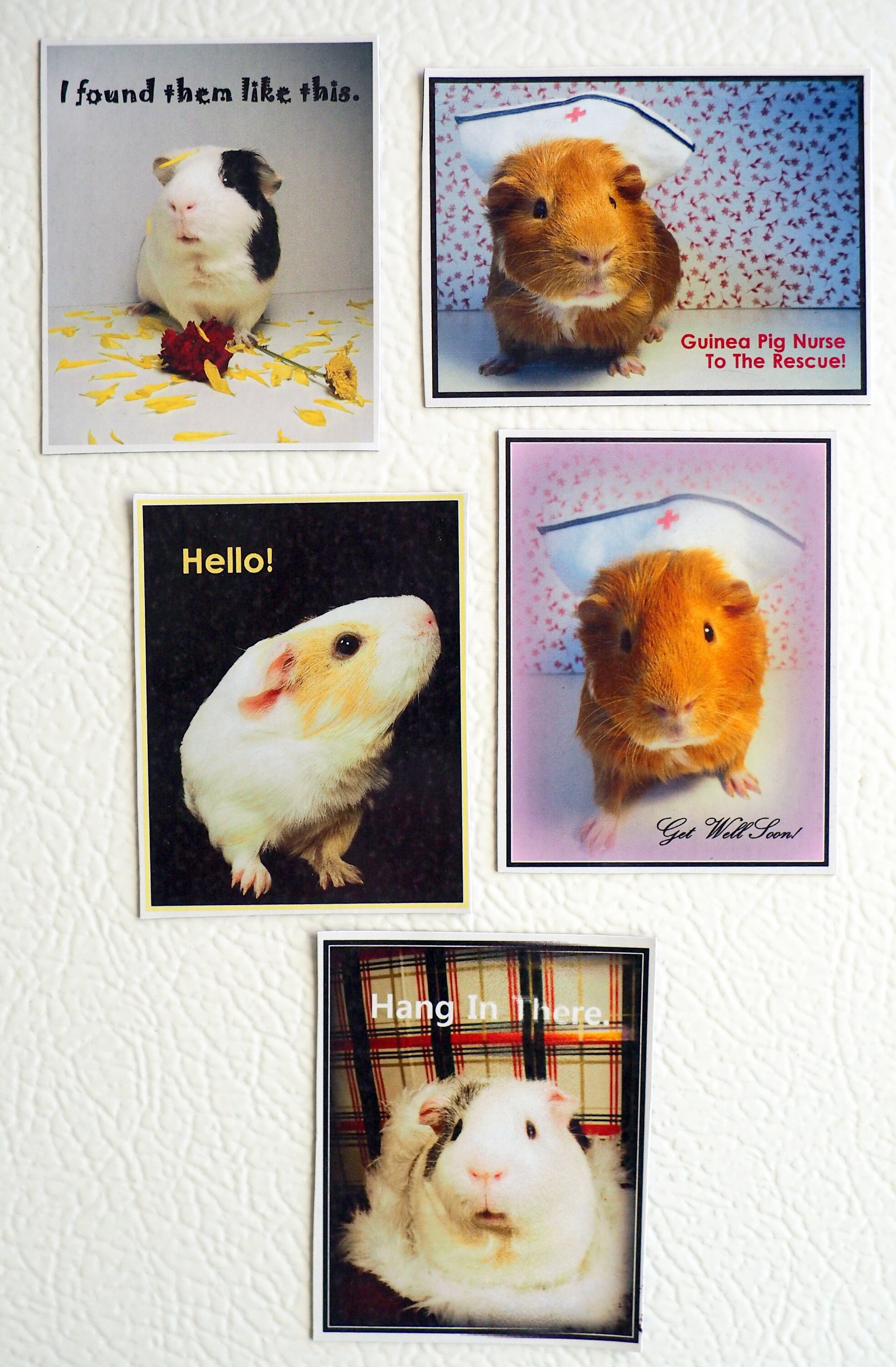 GUINEA PIG NURSE Emotional Support Encouragement Love Set Free
