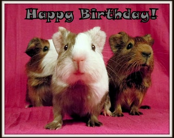 HAPPY BIRTHDAY 5 PC Guinea Pig Novelty Magnets - Unique Gift Idea