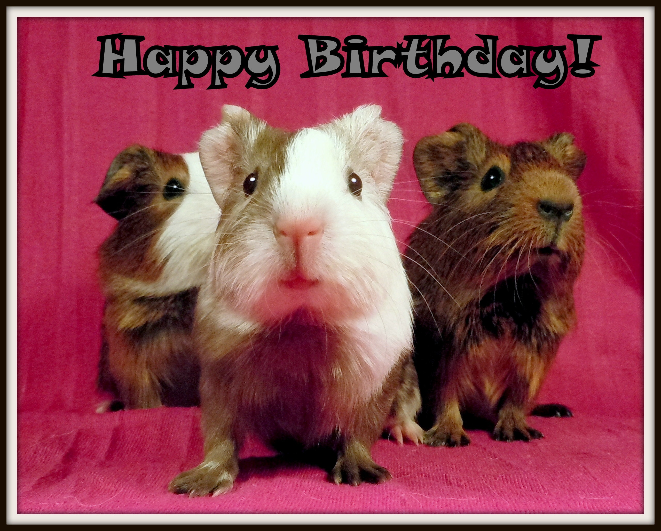 Joyeux Anniversaire 5 Aimants De Nouveaute De Cochon Dinde De Etsy France