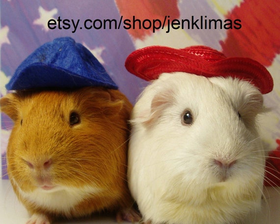 Guinea Pig Uncle Sam - Freedom is Delicious! - Unique Patriotic