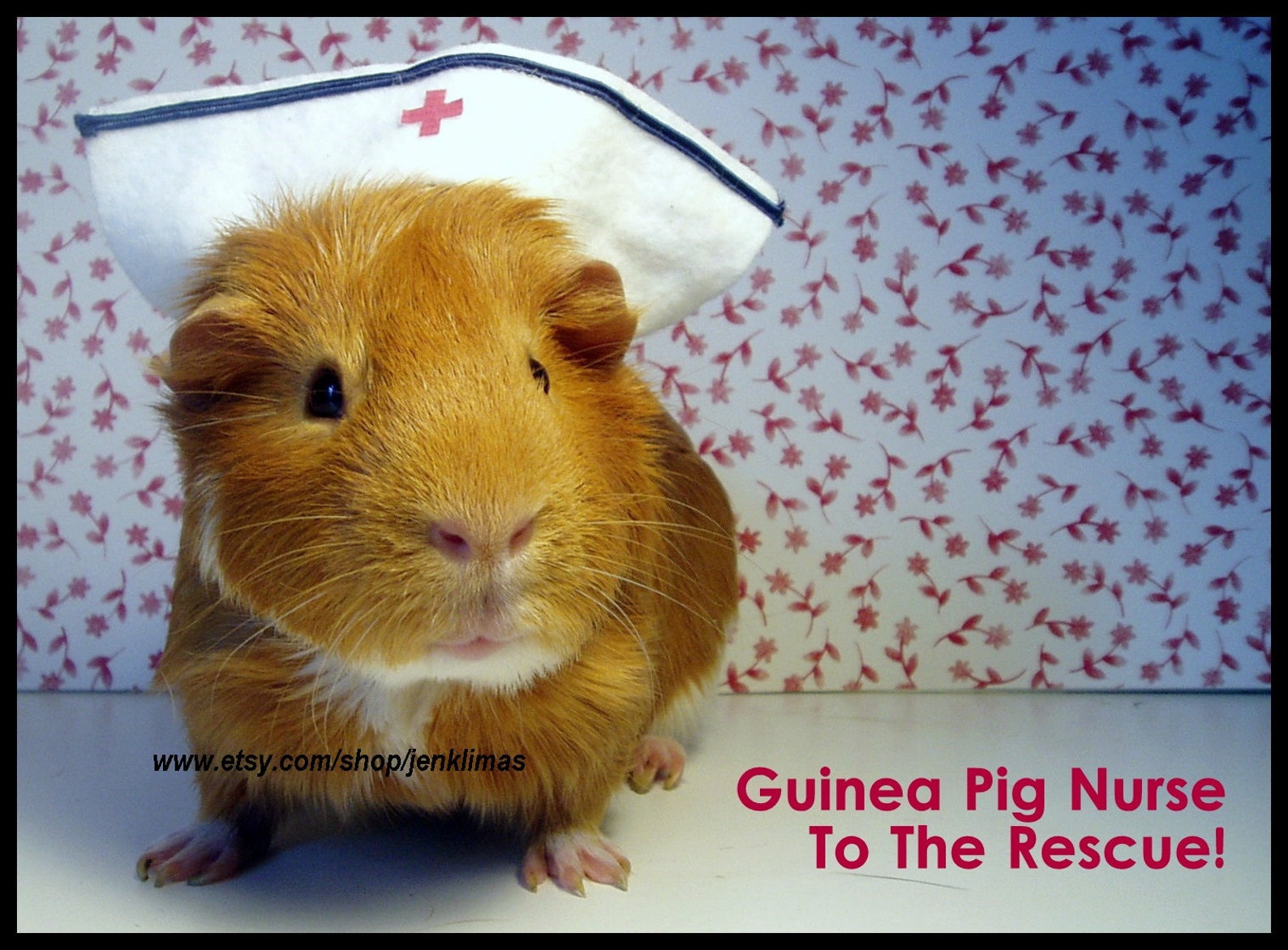 GUINEA PIG NURSE Emotional Support Encouragement Love Set Free