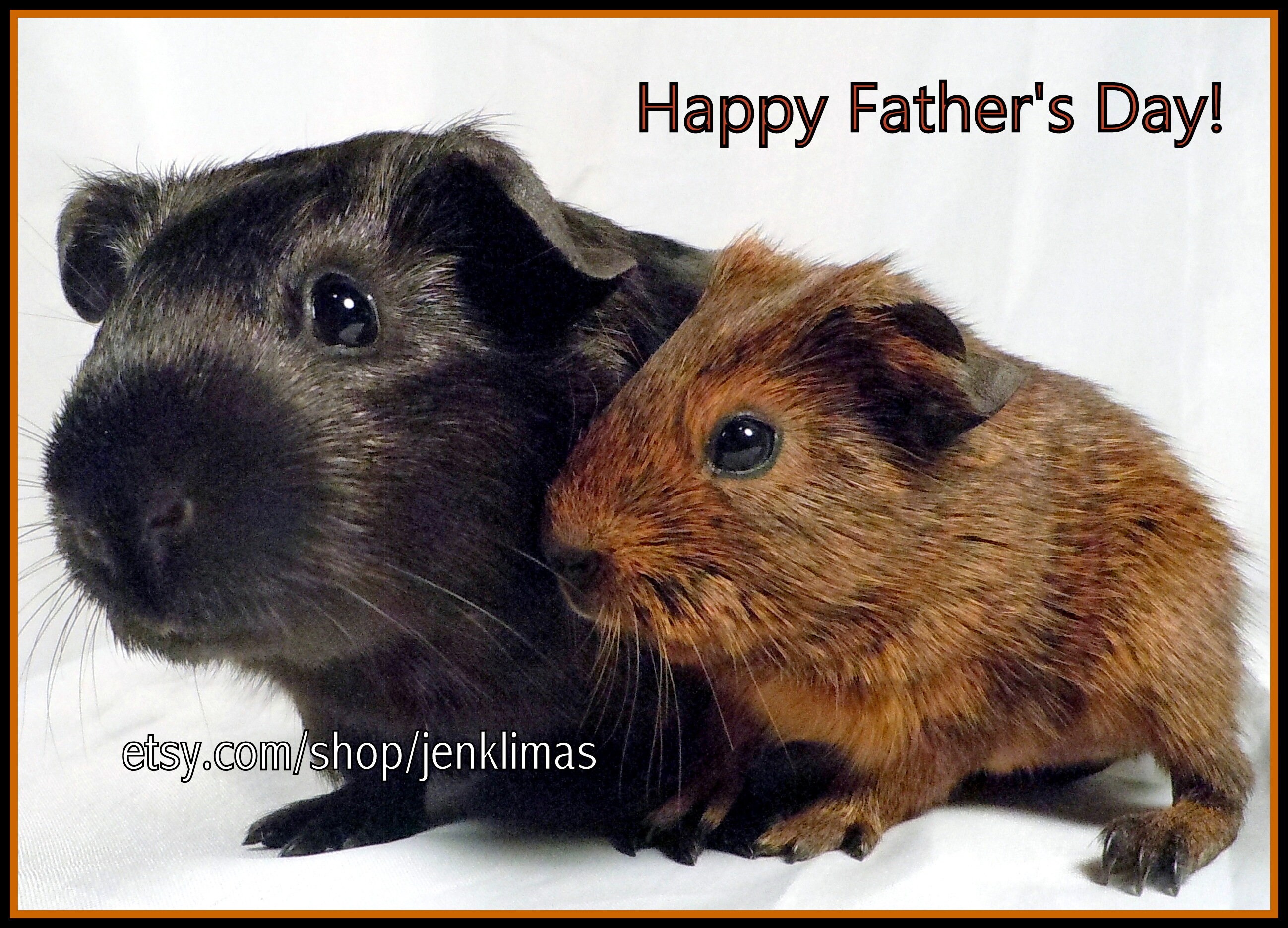 Guinea Pig FATHER'S DAY Magnets - Unique 5pc Set - Cowboy