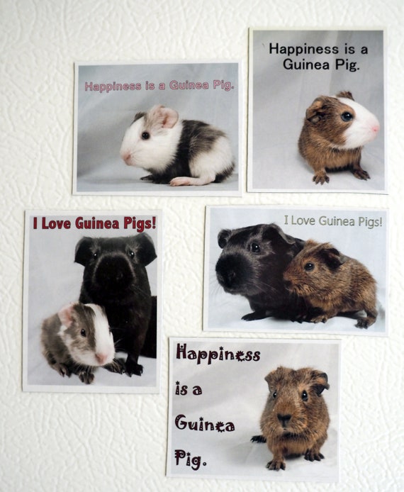 free guinea pigs