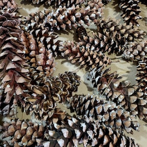 May include: A collection of numerous brown pine cones scattered across a flat surface. Each pine cone features a textured, woody scale structure with visible white-tipped edges, creating a natural, layered appearance throughout the group.
