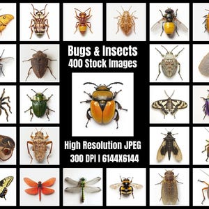 May include: A collection of 400 high-resolution stock images of bugs and insects. The images are 300 DPI and 6144x6144 pixels. The images feature a variety of insects, including butterflies, moths, beetles, and dragonflies.