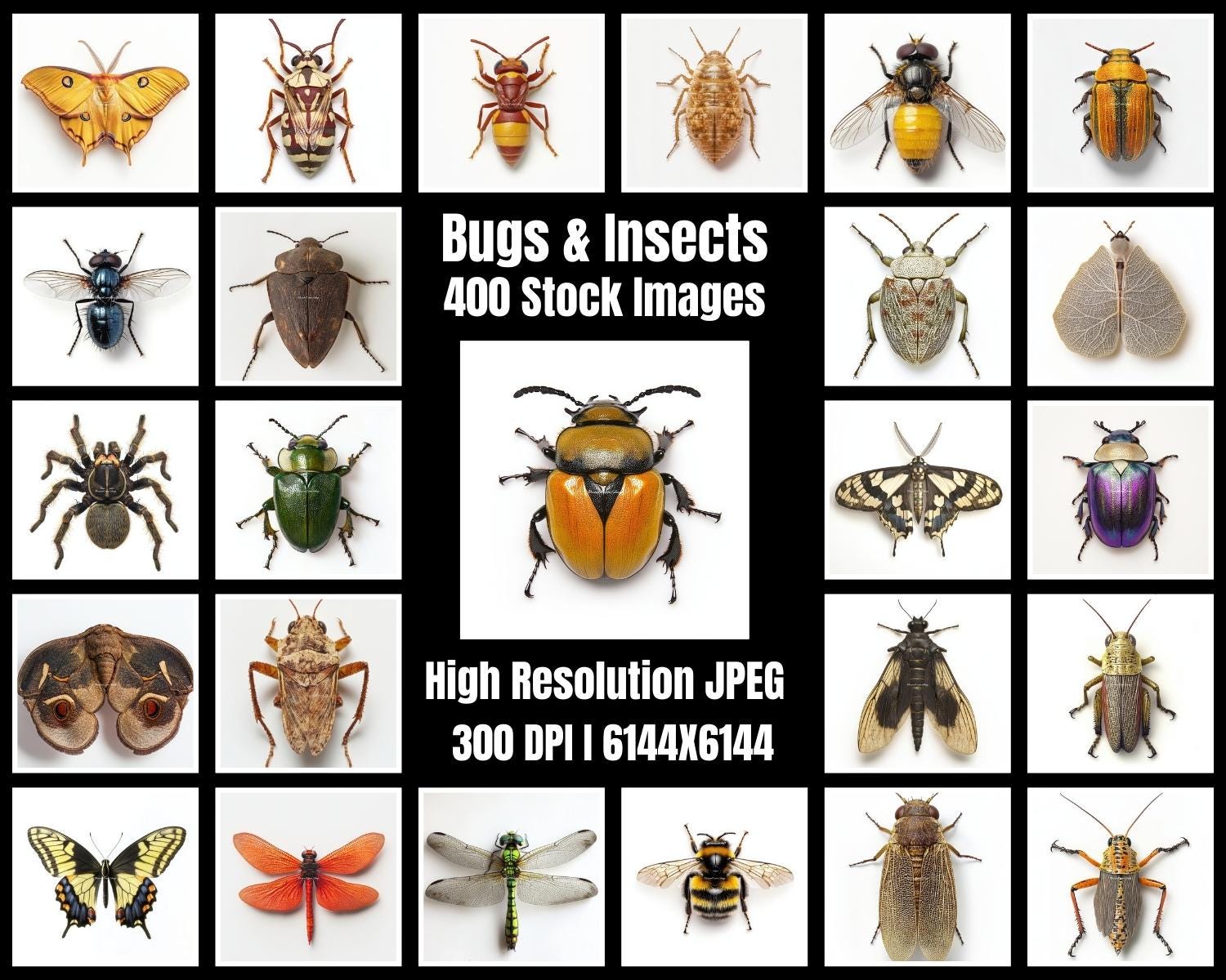 Large Insect Stock Image 400 Bugs and Insects Photo Stock Image Bundle - High Resolution - 6144* ...