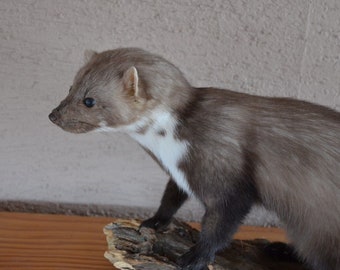 marta taxidermia