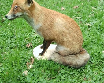 taxidermy fox