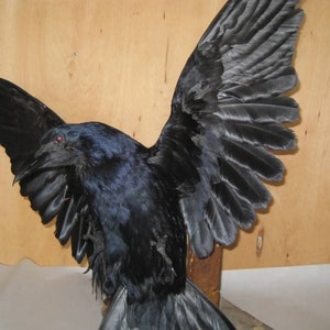 Taxidermy crow